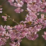 長楽寺　河津桜とメジロ5