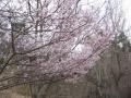 用水路沿いの桜も咲き始めました。
