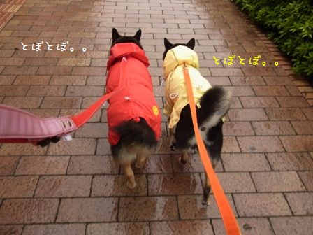 雨散歩①