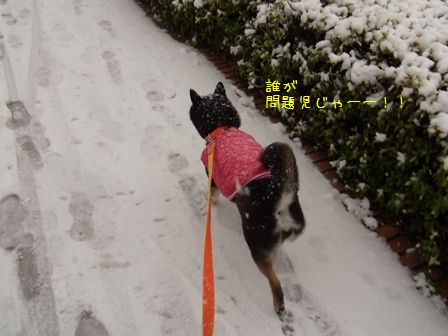 雪散歩凜