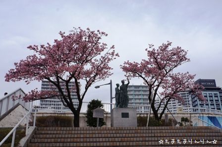 熱海桜①