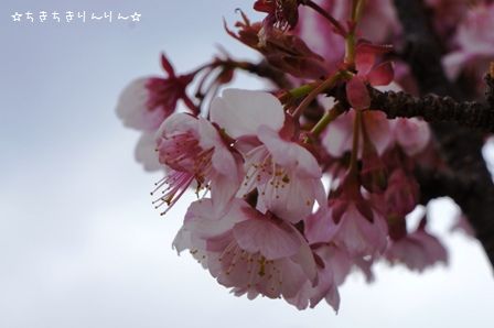 熱海桜③