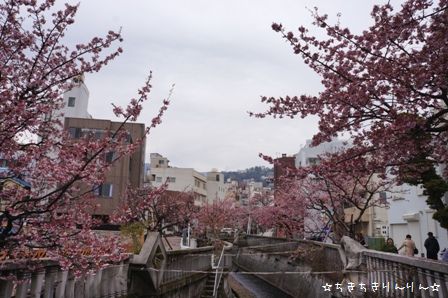 熱海桜⑦