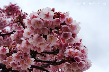 熱海桜⑧