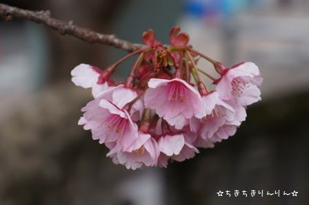 熱海桜⑨