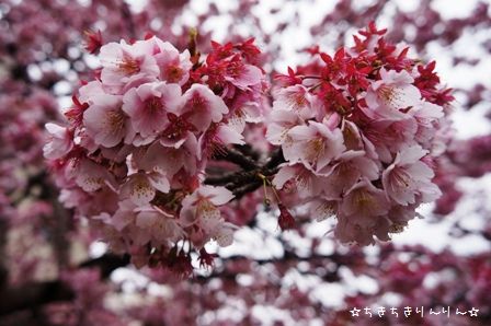 熱海桜⑩