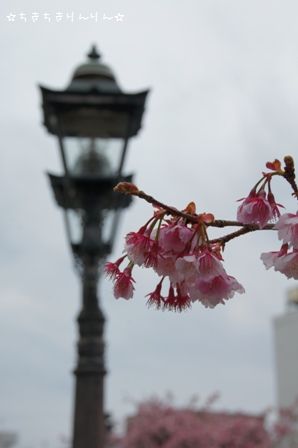 熱海桜⑫