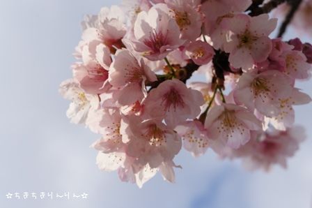 安行桜①
