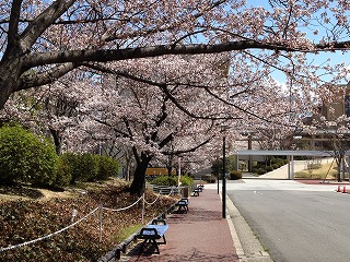 愛知学院の桜３