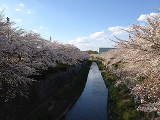 山崎川の桜２