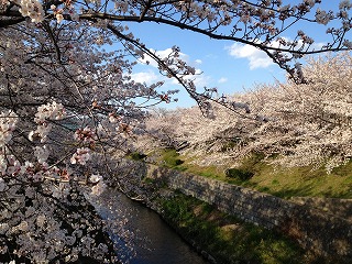 山崎川の桜３