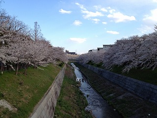 山崎川の桜６