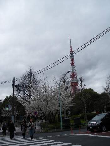 東京タワーと桜