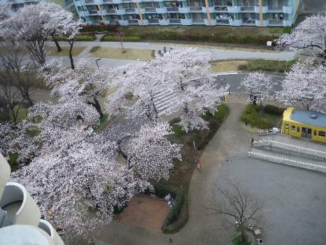 桜2010-1