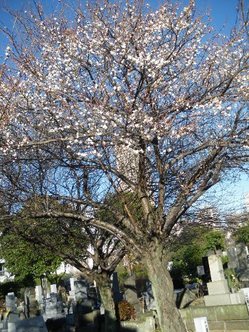 青山墓地の桃の花