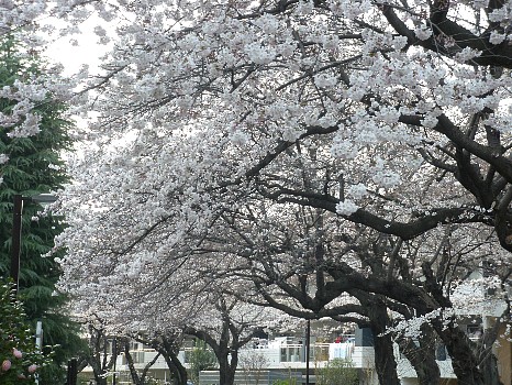 ４月２日の桜