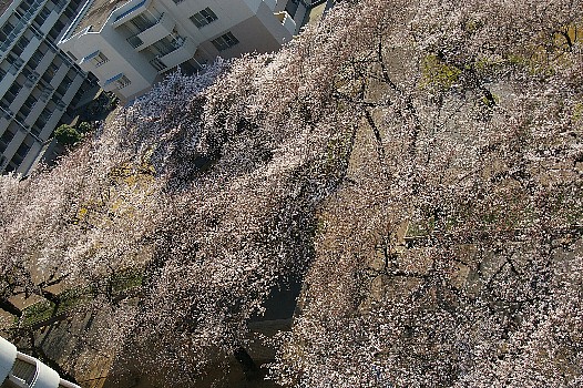 ４月6日の桜