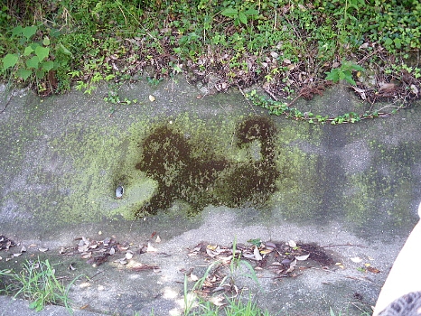 石に写された猿