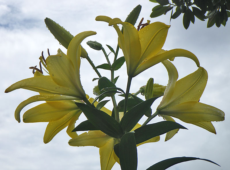 090611Yellow Lily1