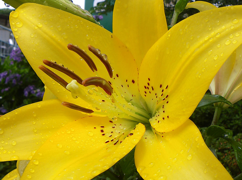 090611Yellow Lily2