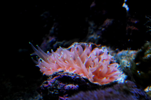 ウチウラタコアシサンゴ