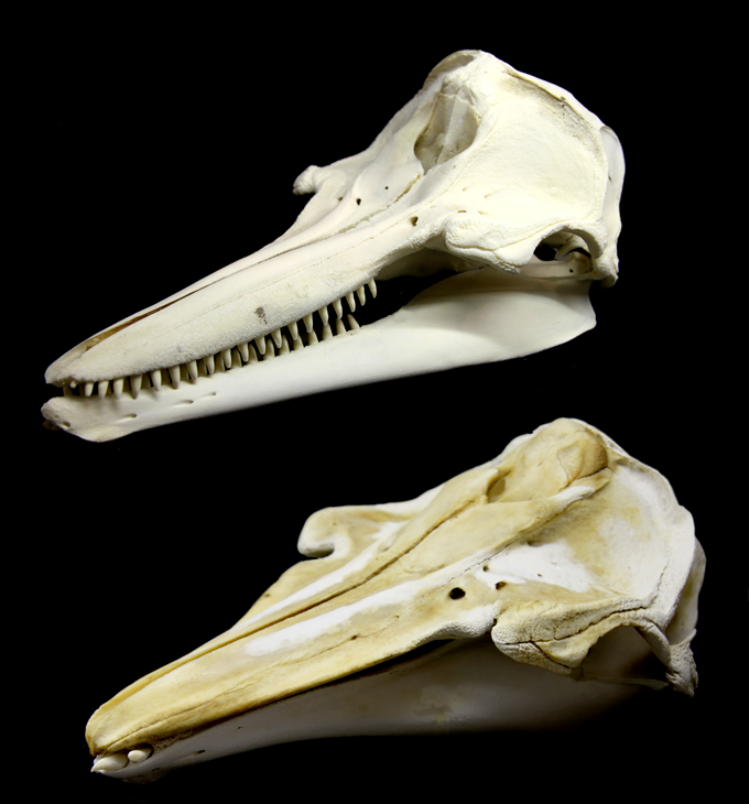 バンドウイルカとハナゴンドウの頭骨