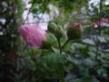 hibiscus syriacus pink 5