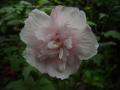 hibiscus syriacus pink 7