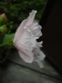 hibiscus syriacus pink 8