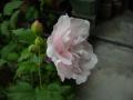 hibiscus syriacus pink 9