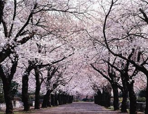 110410桜