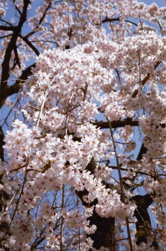 桜の花房