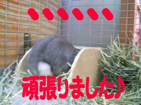 羅夢　巣作り　3
