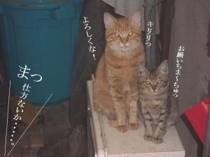猫団子03