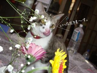 花と猫02