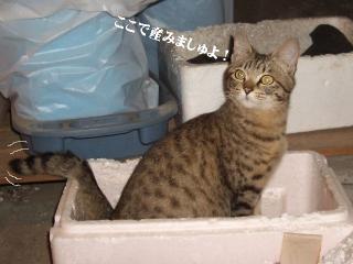 こなみの出産02