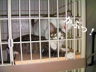 眠れ良い子よ05