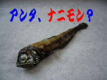 ナゾの魚