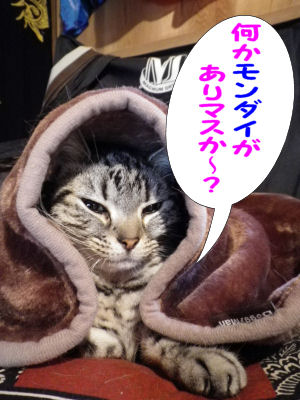 毛布猫３
