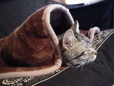 毛布猫４