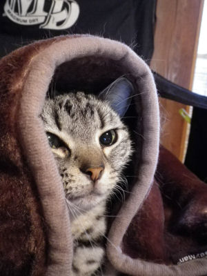 毛布猫１