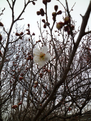 やっと咲いた梅
