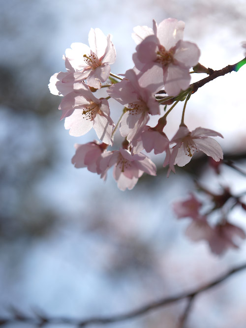 2010 桜