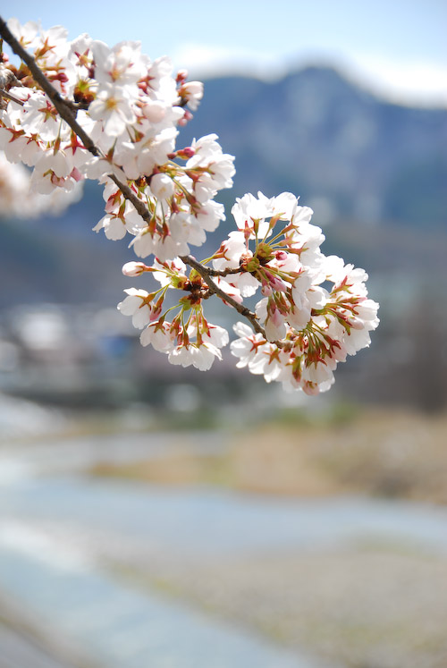 2010 桜