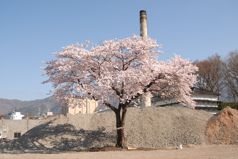 2011 桜