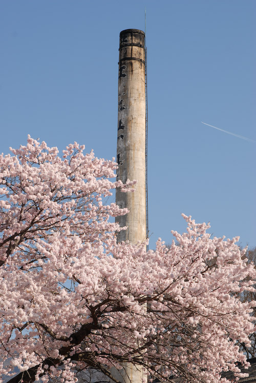 桜と煙突と飛行機
