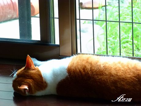 anzu11_20110627114944.jpg