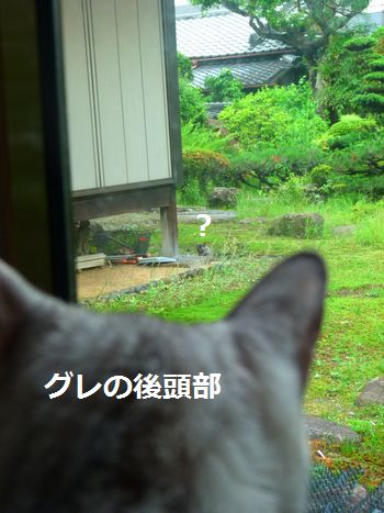 gurechichibi1.jpg