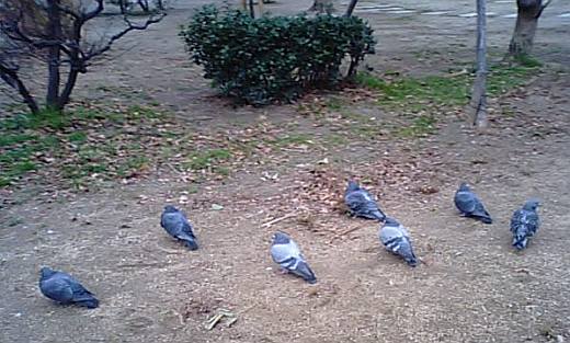 寒風の鳩たち