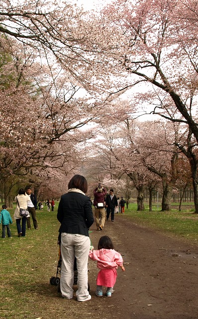 桜～～～